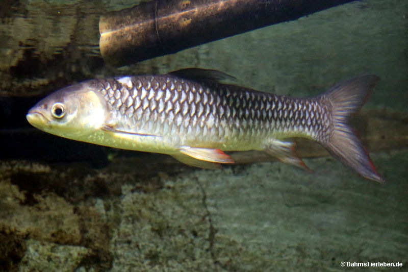 Großschuppenbarbe
(Neolissochilus sumatranus) Neolissochilus sumatranus