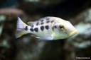Nimbochromis venustus