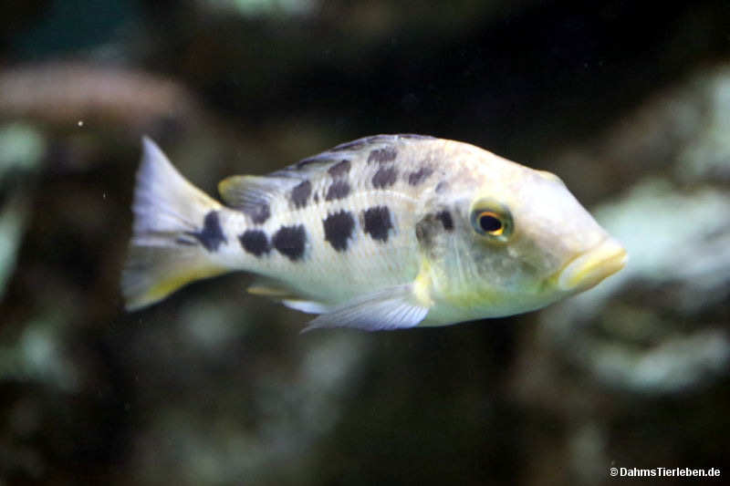 Pfauenmaulbrüter
(Nimbochromis venustus) Nimbochromis venustus