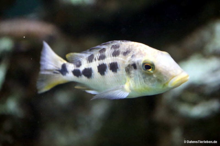 Nimbochromis venustus