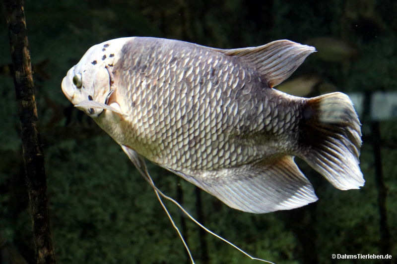 Riesengurami
(Osphronemus goramy) Osphronemus goramy