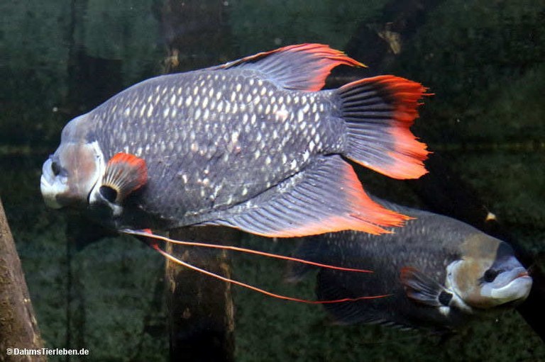 Osphronemus laticlavius
