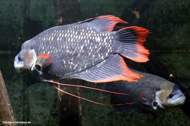 Osphronemus laticlavius