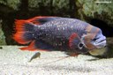 Osphronemus laticlavius