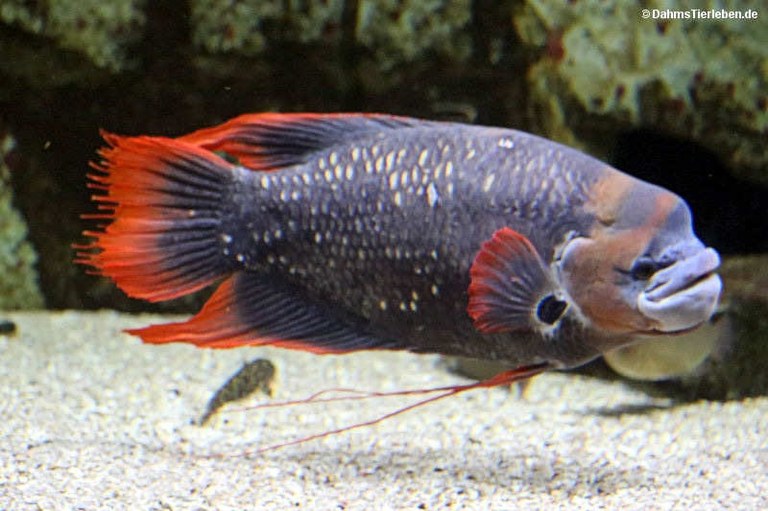 Osphronemus laticlavius