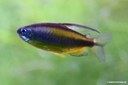 Phenacogrammus aurantiacus