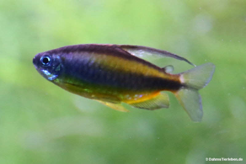 Phenacogrammus aurantiacus