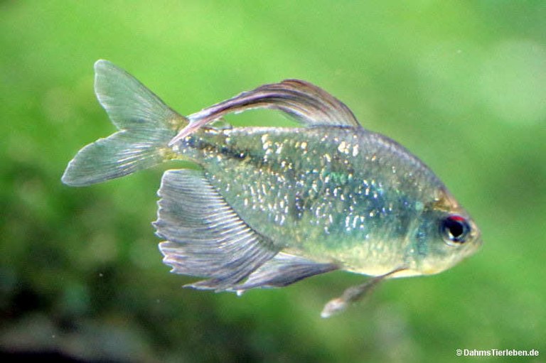 Phenacogrammus interruptus
