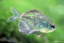 Phenacogrammus interruptus