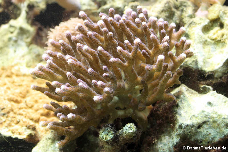 Himbeer-Koralle
(Pocillopora damicornis) Pocillopora damicornis