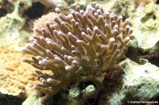 Pocillopora damicornis-1