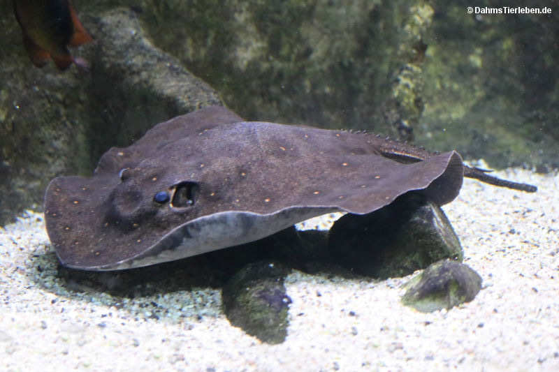 Pfauenaugen-Stechrochen
(Potamotrygon motoro) Potamotrygon motoro