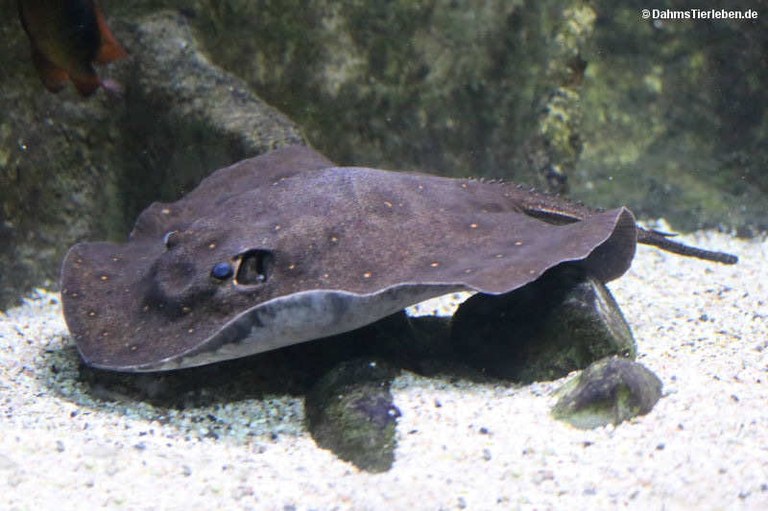 Potamotrygon motoro