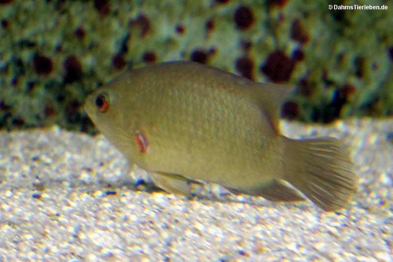 Pristolepis fasciata
