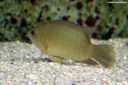 Pristolepis fasciata