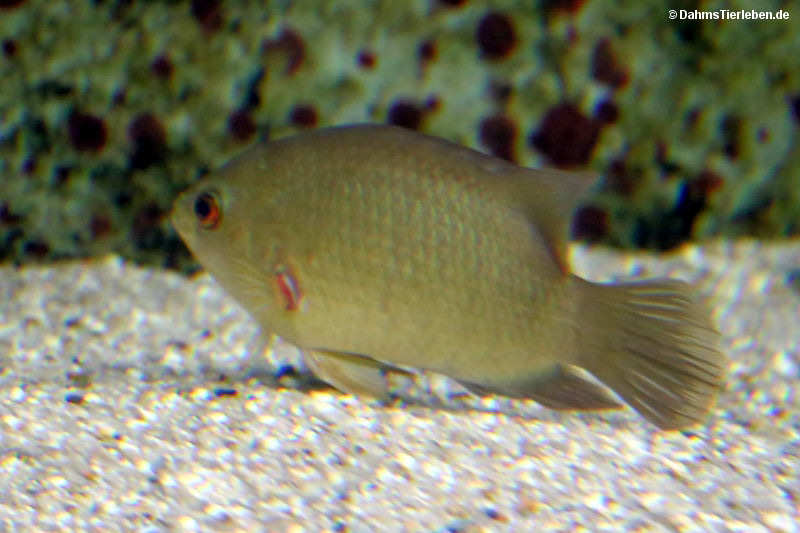 Gestreifter Sägeschuppenbarsch
(Pristolepis fasciata) Pristolepis fasciata