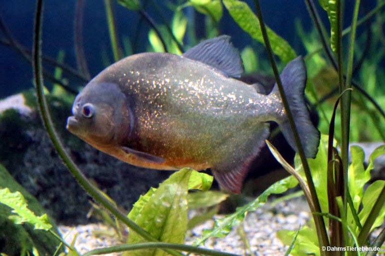 Pygocentrus nattereri