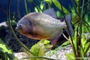 Pygocentrus nattereri