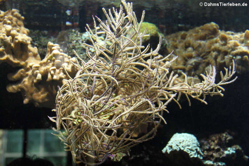 Gorgonie
(Rumphella spec.) Rumphella spec.