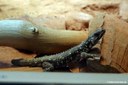 Smaug depressus