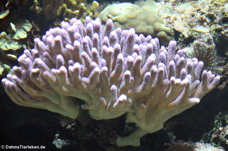 Steinkoralle
(Stylophora spec.) Stylophora spec.