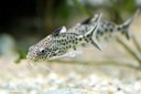 Synodontis petricola