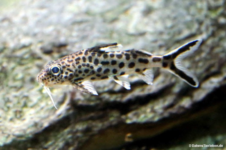 Synodontis petricola