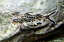 Synodontis petricola