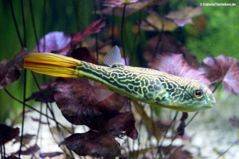 Goldringel-Kugelfisch
(Tetraodon mbu) Tetraodon mbu