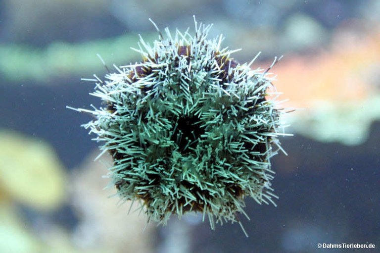Tripneustes ventricosus
