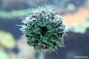 Tripneustes ventricosus
