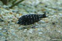 Tropheus duboisi