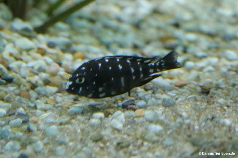 Tropheus duboisi