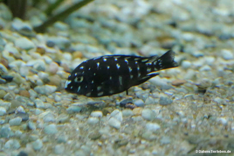 Tropheus duboisi