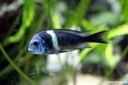 Tropheus duboisi