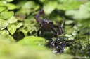 Atelopus barbotini