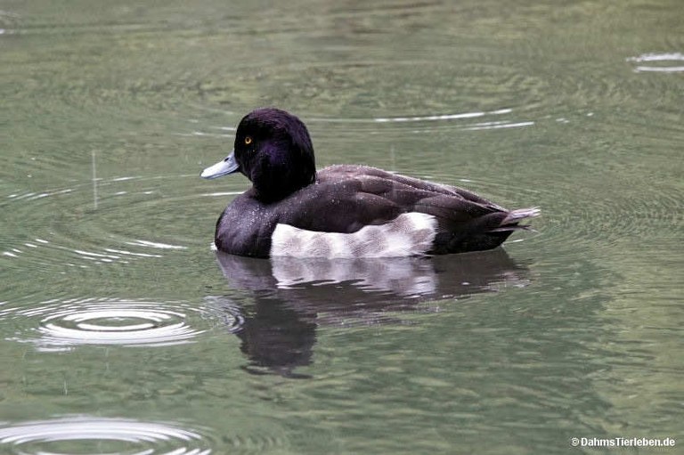 Aythya fuligula