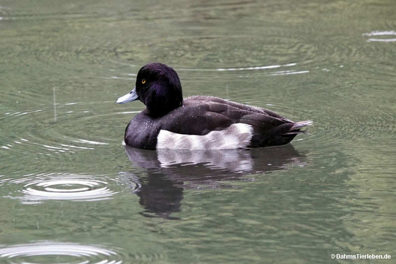Aythya fuligula