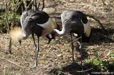 Schwarzhals-Kronenkraniche (Balearica pavonina) im Tierpark Hellabrunn, München