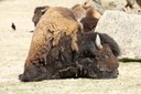 Bison bison athabascae