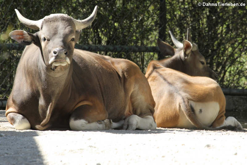 Java-Banteng (Bos javanicus javanicus)