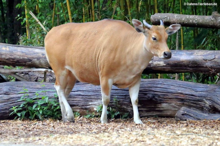 Bos javanicus javanicus