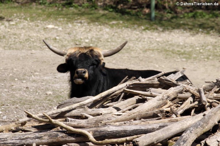 Heckrind im Münchner Tierpark Hellabrunn