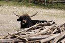 Heckrind im Münchner Tierpark Hellabrunn