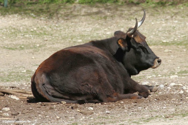 Heckrind im Münchner Tierpark Hellabrunn