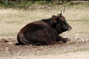 Heckrind im Münchner Tierpark Hellabrunn