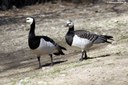 Branta leucopsis