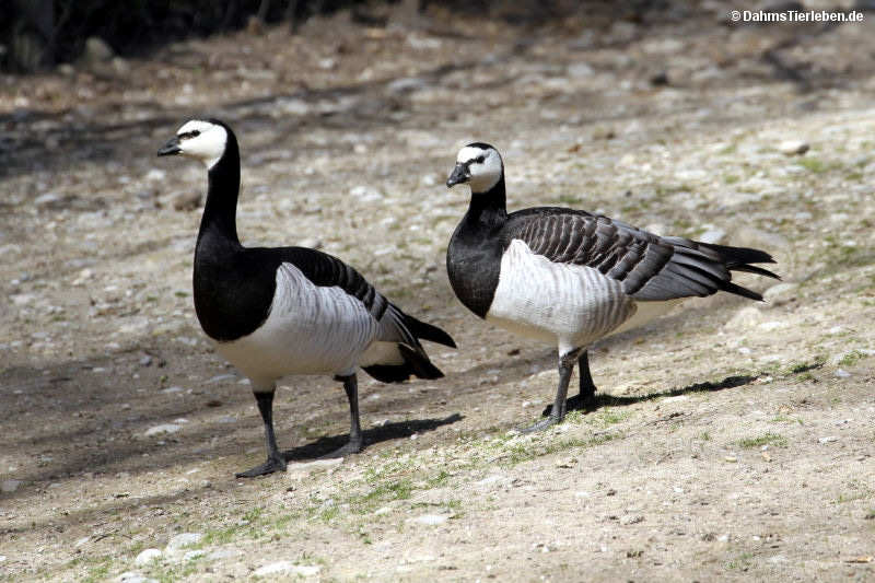 Weißwangengänse
(Branta leucopsis) Branta leucopsis