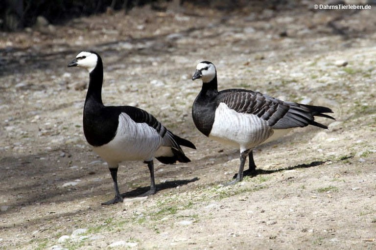 Branta leucopsis