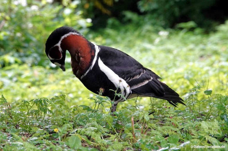 Branta ruficollis